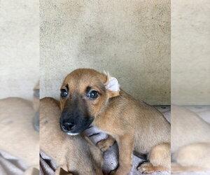 Mutt Dogs for adoption in Oklahoma City, OK, USA