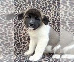 Small Photo #3 Akita Puppy For Sale in LANCASTER, PA, USA