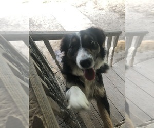 Border Collie Dogs for adoption in TEMPLE, TX, USA