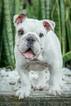 Small Photo #7 English Bulldog Puppy For Sale in CUTLER BAY, FL, USA