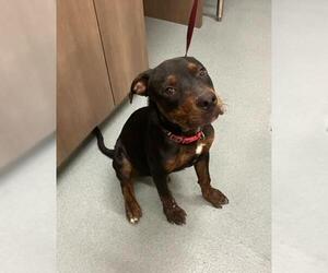 Rottweiler-Unknown Mix Dogs for adoption in Baytown, TX, USA