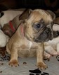 Small Photo #6 French Bulldog Puppy For Sale in AURORA, TX, USA