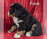 Small #1 Bernese Mountain Dog