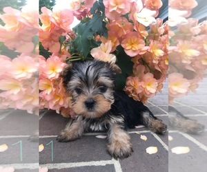 Yorkshire Terrier Puppy for sale in PATRICK SPGS, VA, USA