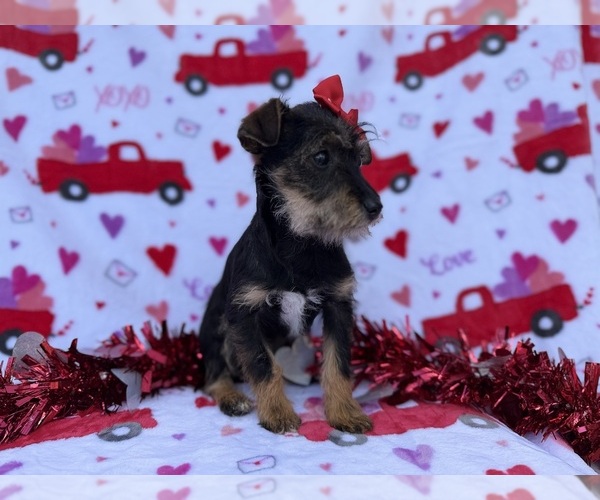 Medium Photo #2 Schnauzer (Miniature) Puppy For Sale in LAKELAND, FL, USA