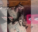 Small #6 Great Dane
