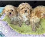 Small #5 Poodle (Toy)