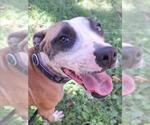 Small #1 American Pit Bull Terrier Mix