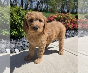 Goldendoodle Puppy for sale in FRANKLIN, IN, USA