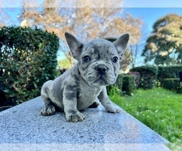 Medium Photo #219 French Bulldog Puppy For Sale in HAYWARD, CA, USA