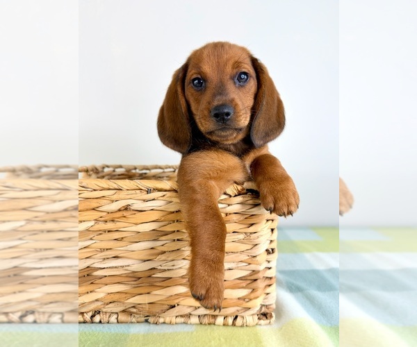 Medium Photo #1 Dorgi Puppy For Sale in GREENFIELD, IN, USA