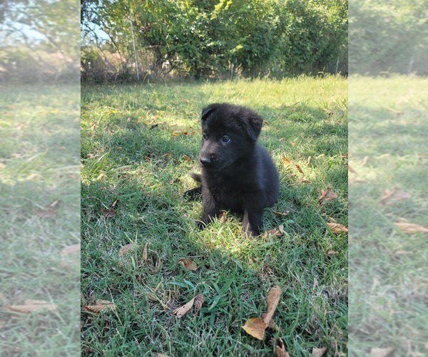 Medium Photo #5 German Shepherd Dog Puppy For Sale in BURLESON, TX, USA