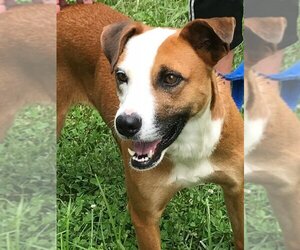Gemma *Adopt or Foster* - Female Mutt Dog for Adoption - Photo #8