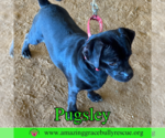 Small #1 Pug