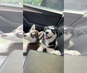 Siberian Husky Litter for sale in RIALTO, CA, USA