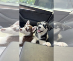 Small Siberian Husky