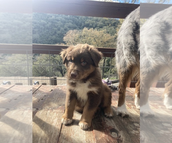 Medium Photo #1 Australian Shepherd Puppy For Sale in PASO ROBLES, CA, USA