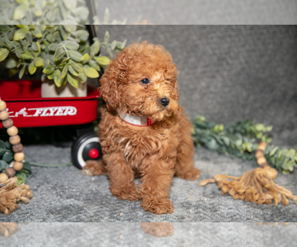 Medium Photo #1 Poodle (Miniature) Puppy For Sale in WOLCOTTVILLE, IN, USA