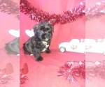 Small Photo #9 Morkie Puppy For Sale in LAPEER, MI, USA