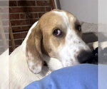 Small #2 Basset Hound-Great Pyrenees Mix