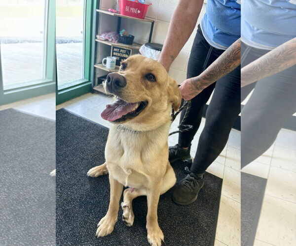 Medium Photo #1 Retriever -Unknown Mix Puppy For Sale in Lewisburg, WV, USA