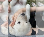 Small Photo #8 Great Pyrenees-Pyredoodle Mix Puppy For Sale in NEWBERRY, FL, USA