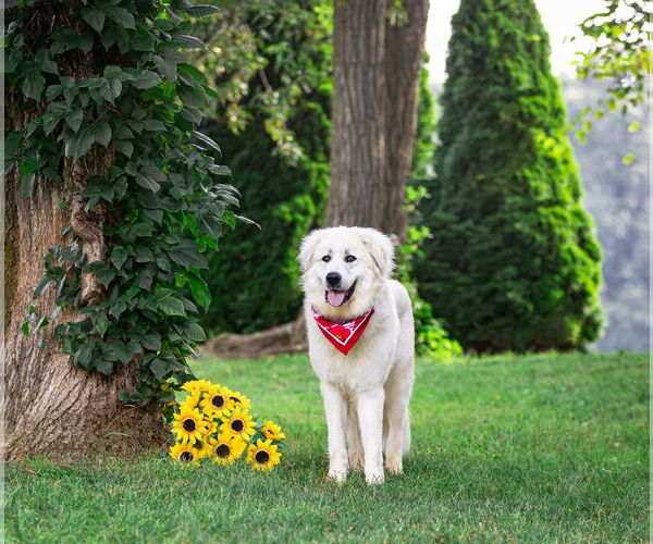 Medium Photo #7 Great Pyrenees-Unknown Mix Puppy For Sale in Unionville, PA, USA