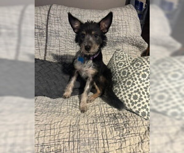 Medium Photo #1 Mutt Puppy For Sale in Plainfield, IL, USA