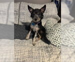 Small Mutt