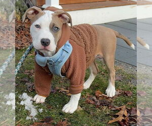 Mutt Dogs for adoption in Elmsford, NY, USA