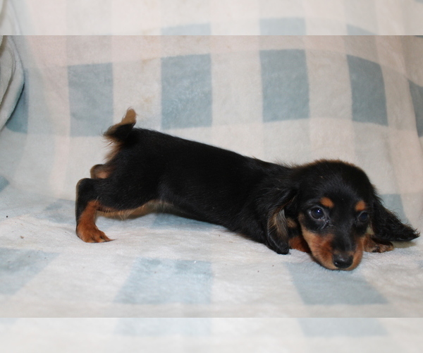 Medium Photo #1 Dachshund Puppy For Sale in BLMGTN, IN, USA