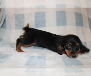 Dachshund Puppy for sale in BLMGTN, IN, USA