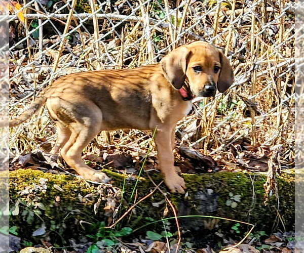 Medium Photo #4 Mutt Puppy For Sale in Candler, NC, USA