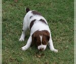 Small Photo #4 Brittany Puppy For Sale in HAMILTON, GA, USA