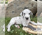 Small Great Dane