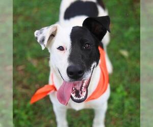 Labrador Retriever-Unknown Mix Dogs for adoption in San Antonio, TX, USA