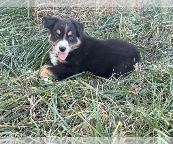 Medium Photo #6 Australian Shepherd Puppy For Sale in WELLINGTON, MO, USA