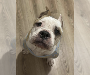 Mutt Dogs for adoption in Bellevue, WA, USA