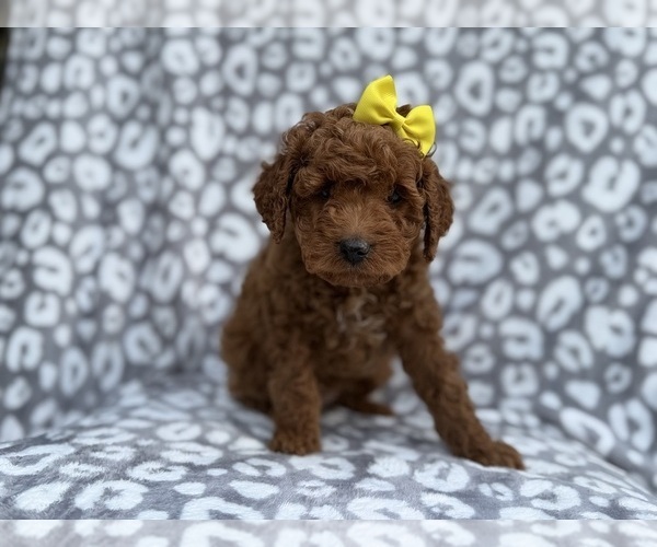 Medium Photo #7 Cock-A-Poo Puppy For Sale in LAKELAND, FL, USA