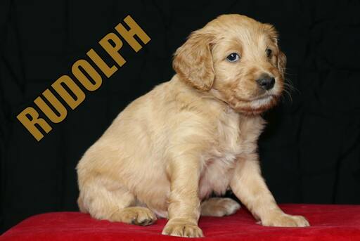Medium Photo #4 Goldendoodle Puppy For Sale in GUTHRIE, NC, USA