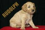 Small Photo #4 Goldendoodle Puppy For Sale in GUTHRIE, NC, USA