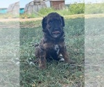 Small #4 Poodle (Miniature)-Poodle (Standard) Mix
