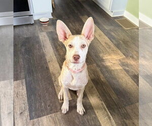 Puppiccino - Female Siberian Husky-Unknown Mix Dog for Adoption - Photo #9