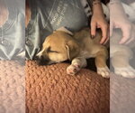 Small #7 American Staffordshire Terrier Mix