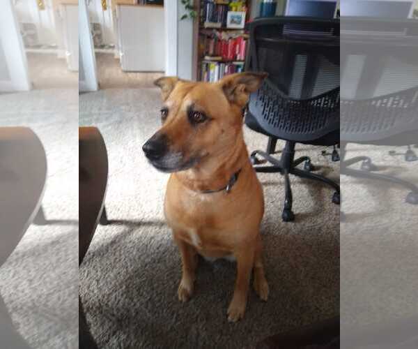 Medium Photo #1 Mutt Puppy For Sale in Fort Collins, CO, USA