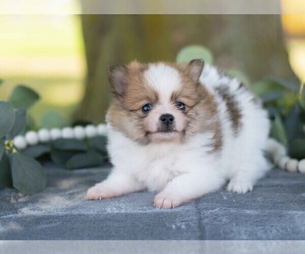 Medium Photo #2 Pomeranian Puppy For Sale in SHILOH, OH, USA