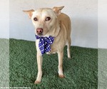 Small #3 Carolina Dog Mix