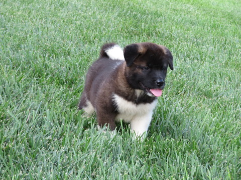 Medium Photo #1 Akita Puppy For Sale in MOUNT SOLON, VA, USA