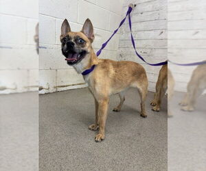 Chug Dogs for adoption in San Bernardino, CA, USA