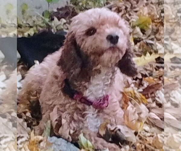 Medium Photo #9 Poodle (Miniature) Puppy For Sale in Brooklyn Center, MN, USA